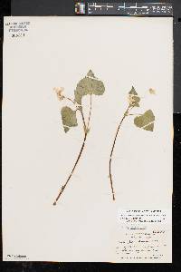 Viola pubescens var. scabriuscula image