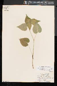 Viola pubescens var. scabriuscula image