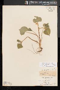 Viola pubescens var. scabriuscula image