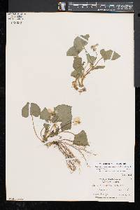 Viola pubescens var. scabriuscula image