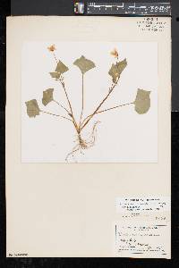Viola pubescens var. scabriuscula image