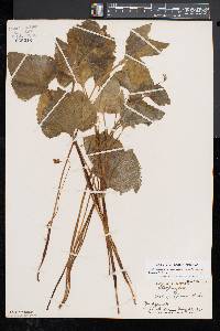 Viola pubescens var. scabriuscula image