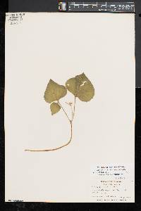 Viola pubescens var. pubescens image