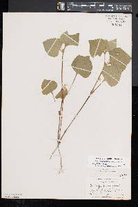 Viola pubescens var. pubescens image