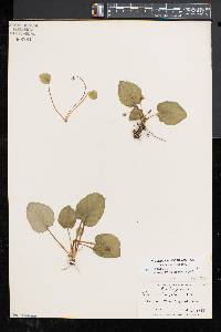 Viola rotundifolia image