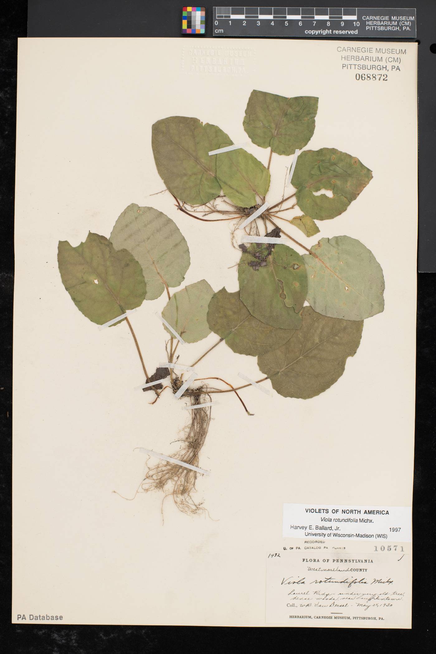 Viola rotundifolia image