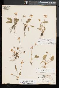 Viola sagittata var. sagittata image