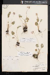 Viola sagittata var. sagittata image