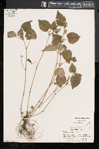 Viola striata image