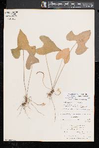 Viola palmata image