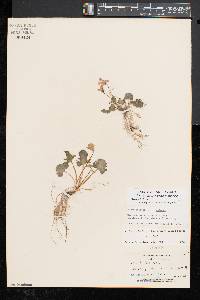 Viola palmata image