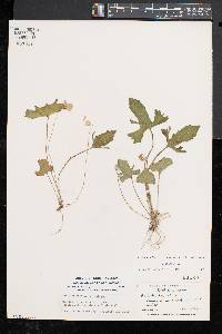 Viola palmata image