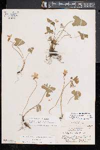 Viola palmata image