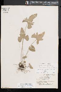 Viola palmata image