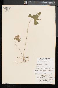 Viola palmata image