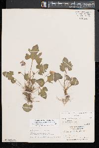 Viola palmata image