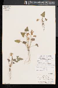 Viola palmata image