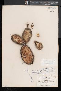 Opuntia humifusa image