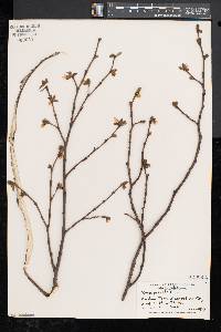 Dirca palustris image