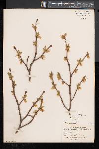 Dirca palustris image