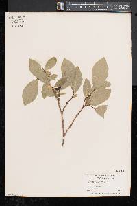 Dirca palustris image