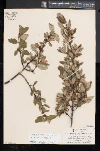 Shepherdia canadensis image