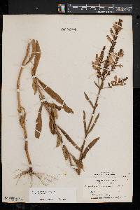 Physostegia virginiana image