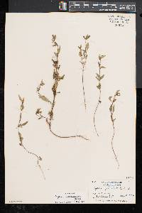 Cuphea viscosissima image