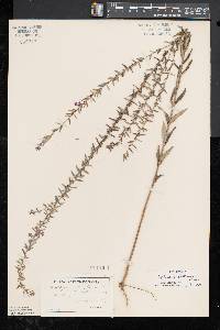 Lythrum alatum var. alatum image