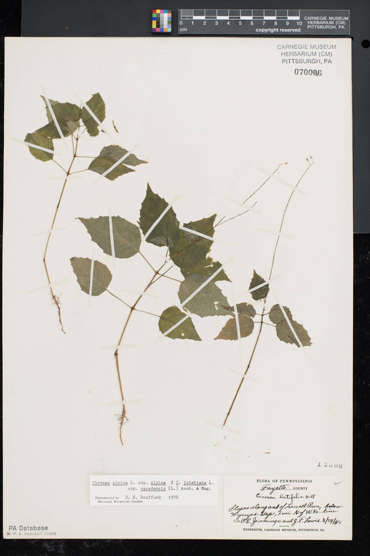 Circaea intermedia image