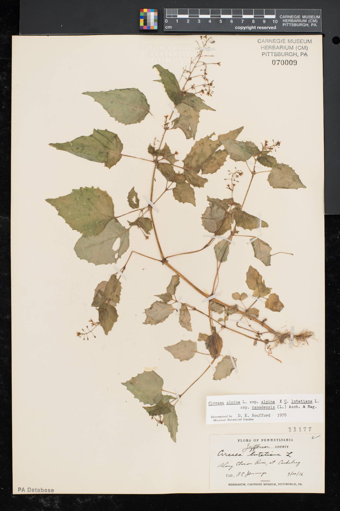 Circaea intermedia image