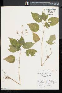 Circaea intermedia image