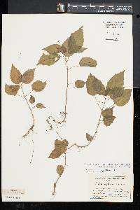 Circaea intermedia image