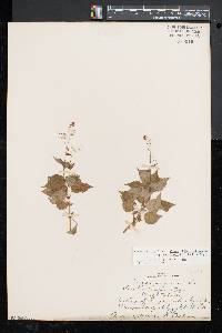 Circaea intermedia image