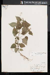 Circaea intermedia image