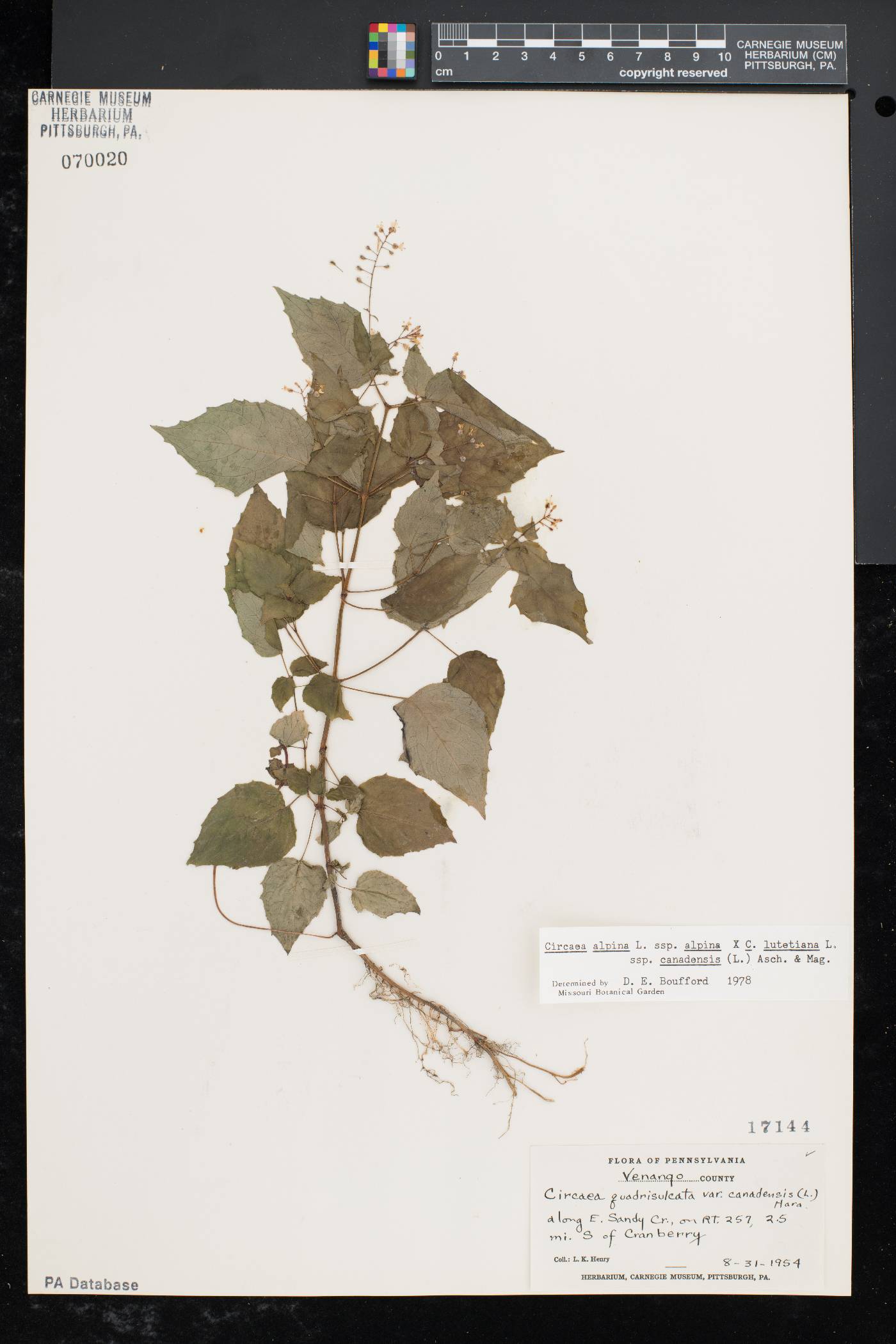 Circaea intermedia image