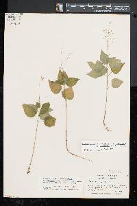 Circaea intermedia image