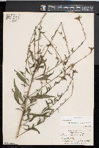 Oenothera gaura image