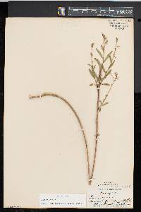 Oenothera gaura image