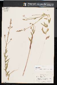 Oenothera gaura image