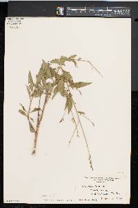 Oenothera gaura image