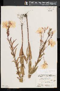 Oenothera fruticosa subsp. glauca image