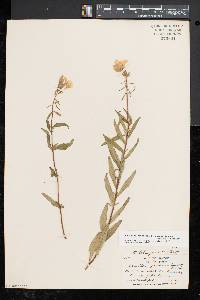 Oenothera fruticosa subsp. glauca image