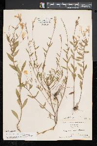 Oenothera fruticosa subsp. glauca image