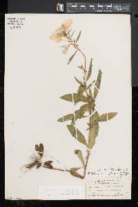 Oenothera fruticosa subsp. glauca image