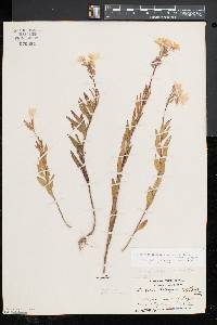 Oenothera fruticosa subsp. glauca image