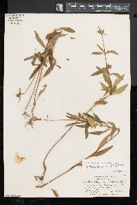 Oenothera fruticosa subsp. glauca image