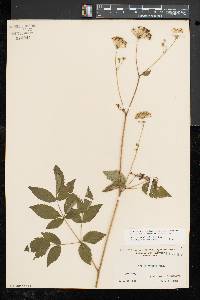 Aralia hispida image