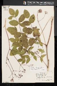 Aralia hispida image