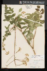 Aralia hispida image